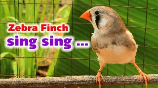 Download lagu Burungku bernyanyi di pagi hari | suara burung pipit zebra mp3 Download lagu Burungku bernyanyi di pagi hari | suara burung pipit zebra mp3