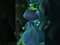 Princess Atta S Big Thick Abdomen Butt