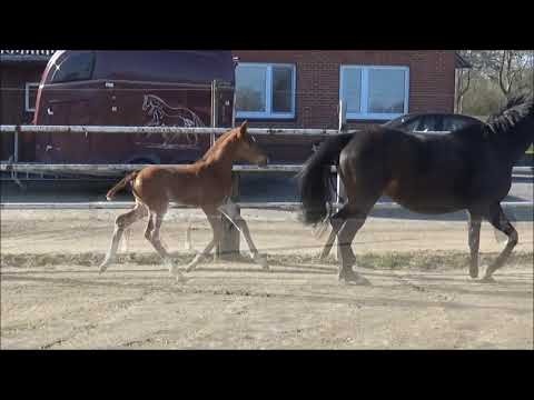 Bewegungsstarkes Hengstfohlen von Secret