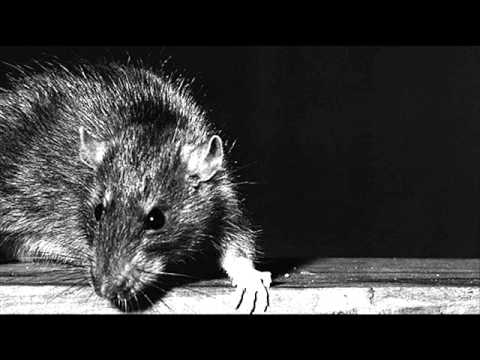 Ratas Sin Amor - JARFAITER & LA PLATAFORMA