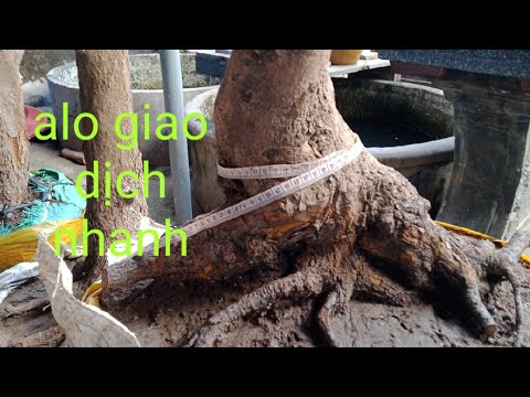 Gl ae gốc mai vàng lùn lực giá phải chăng alo Khánh 0942642099