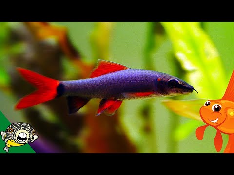 download lagu mp3 mp4 Black Rainbow Fish, download lagu Black Rainbow Fish gratis, unduh video klip Black Rainbow Fish