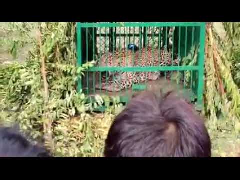 Leopard caught in Nesbal area of Sumbal by the Wildlife Department. JKNO
