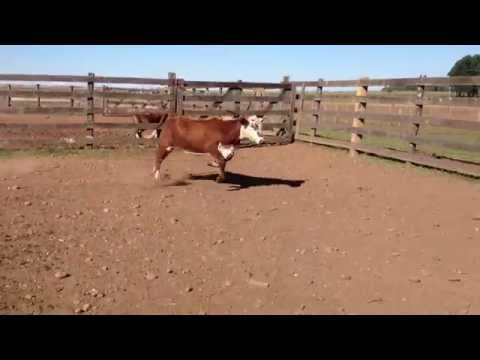 Pealo a pé em terneiro.