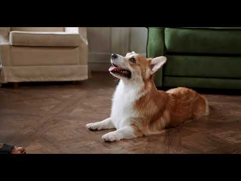 Amazing Dogs - Smart Dogs # tiktokvedio
