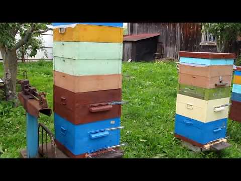 Моё двухкорпусное пчеловодство 2017 года(видео отчёт)
