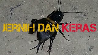 Download lagu SUARA JANGKRIK JERNIH KERAS mp3