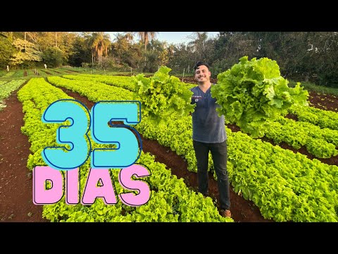 How to Fertilize Curly Lettuce