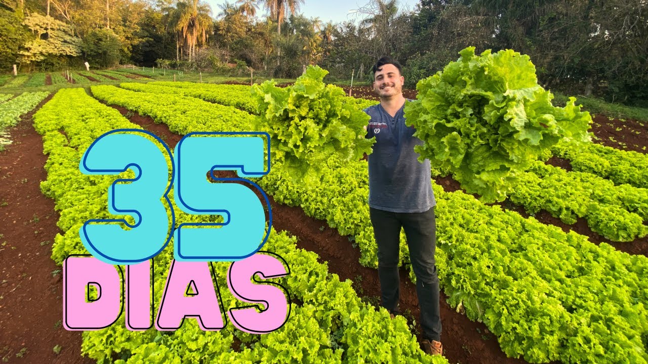 COMO ADUBAR ALFACE CRESPA