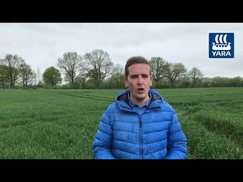 Yara Fachberatung: Die richtige Düngung zur Ährengabe
