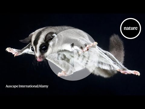 How gliding marsupials got their 'wings'