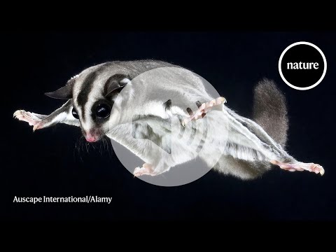 How gliding marsupials got their ‘wings’