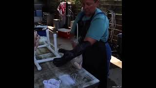 $38 Chicken