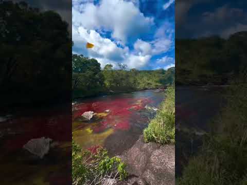 Caño Cristales: El río más bonito del mundo está en Colombia 🌈