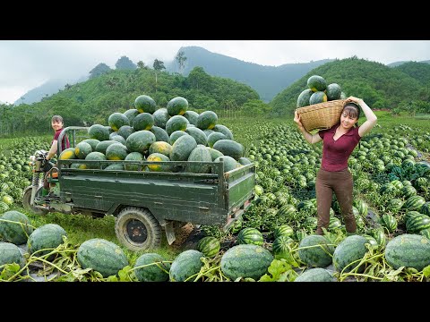 REWIND TIMELAPSE --450 Days Harvesting Lots Of Watermelon, Banana, Cauliflower,... /Phương's Story