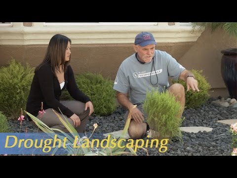 image-What are the low maintenance perennials in Southern California?