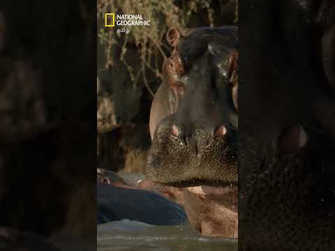 நீர்யானை மற்றும் முதலை, இரண்டுமே ஆபத்தானவை! 🦛 #natgeo #HippoVsCroc