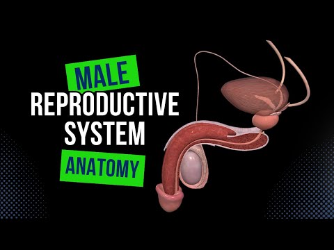 Male Genital System (Internal & External) - Anatomy