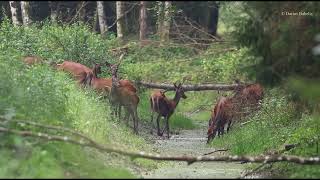 Elnės (Cervus elaphus)