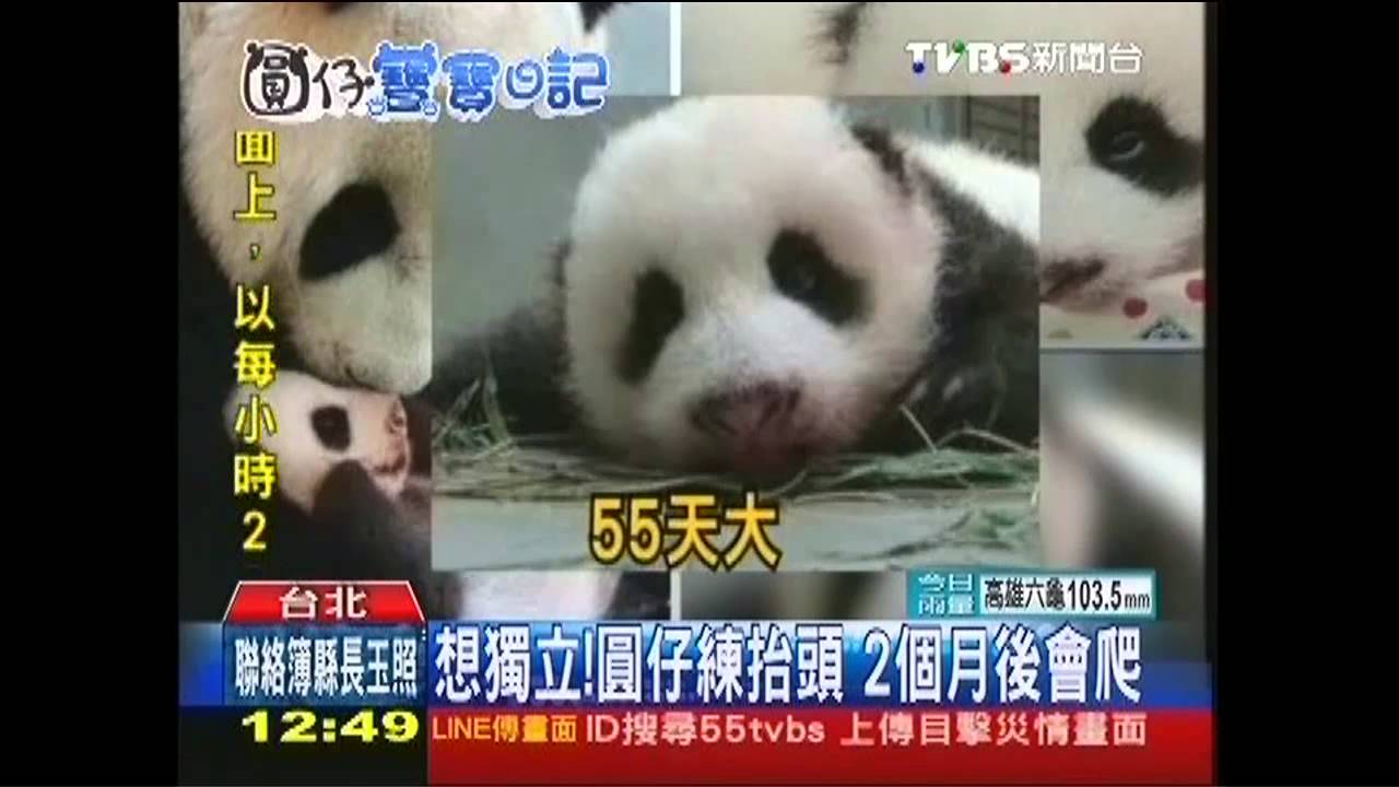 「我有麻吉了」 圓仔上鏡黑熊沾光