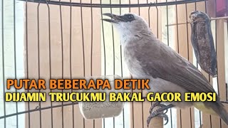 Download lagu Trucuk BETINA memanggil Jantan Suara Birahi Ngecuplik 100% pancingan trucukan gacor agar BUNYI EMOSI mp3