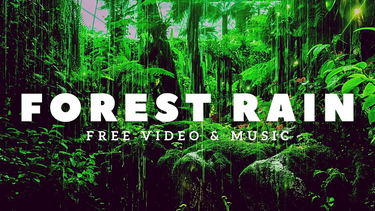Forest Rain Sounds Free Video No Copyright | Free Stock Footage | Relaxation Music