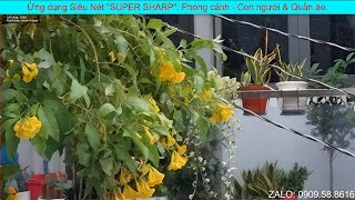 Sử dụng công cụ chạy ảnh siêu nét Super Sharp để thêm chi tiết cho phong cảnh.