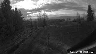 2026 04 01 pisica