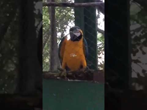 Parrot dancing to music Old Town Road rave