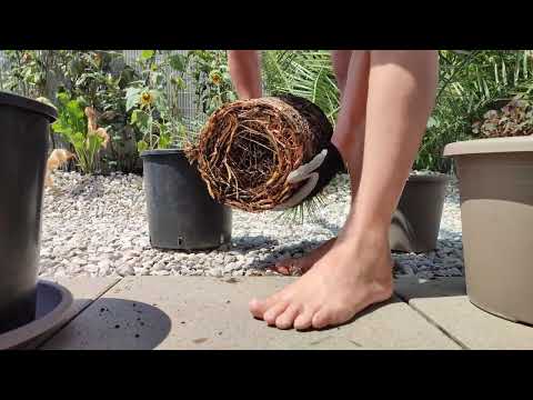 Palme richtig umtopfen DIY Tutorial Phoenix canariensis Kanarische Dattelpalme 🌴 pflanzen Substrat
