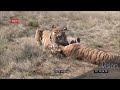 Wildlife Africa.  Two Male Tigers Fight Until Death