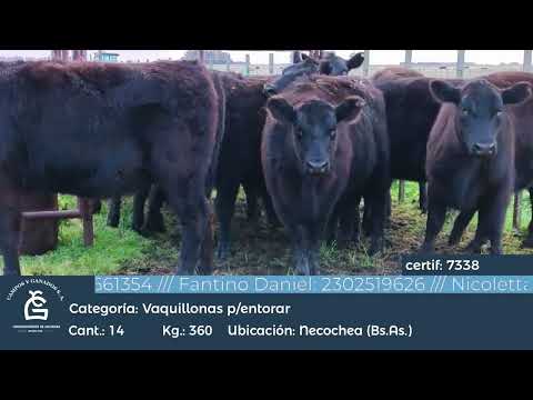 Lote VQ GENERALES PARA ENTORAR