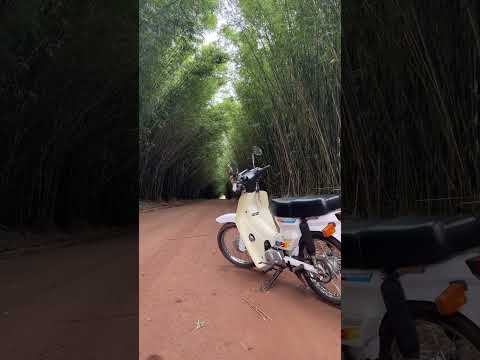 Tenel de Tacuaras - San José - Misiones
