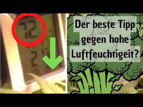 Der fehlende Tipp: Luftfeuchtigkeit in der Growbox senken Teil 2
