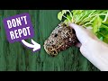 12 Deadly Repotting Mistakes to Avoid!