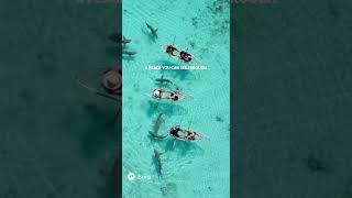 Download lagu 🦈 SHARKS! Woman in Clear Kayak FLOATS Over a Swarm 🤯 mp3