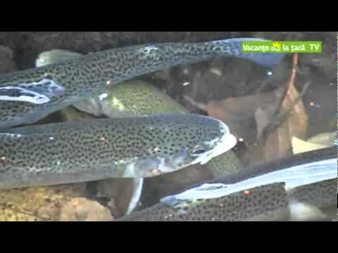 Pensiunea Casa Brancusi Pestisani RomaniaRoute.ro