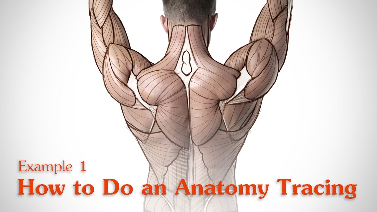 How to Do an Anatomy Tracing