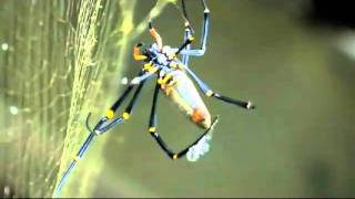 Spider In My Stew - Magic Slim