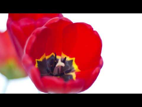 Tulips by Sylvia Plath | Ep# 160