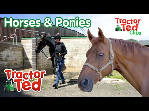 Horses & Ponies On The Farm! 🐴 | Tractor Ted Clips | Tractor Ted Official