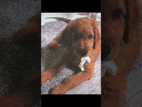 Because that’s my son ❤️ #goldendoodle #goldendoodlepuppy #puppy