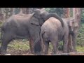 Makuna Elephant Last Scene In Baaghmara Forest Elephant Love Life End Makuna Haati