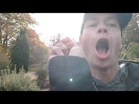 Botaniska. Herbal #garden #gothenburg_sweden #herbs #örter 