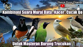 Download lagu Masteran Trucukan Full Isian MURAI BATU vs CUCAK IJO vs KACER Ampuh Jitu mp3 Download lagu Masteran Trucukan Full Isian MURAI BATU vs CUCAK IJO vs KACER Ampuh Jitu mp3