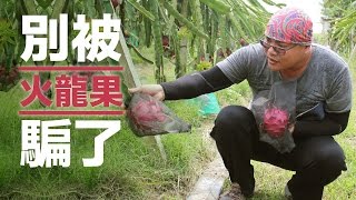 【彰化二林王錦龍】別被火龍果騙了~
