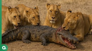 When Lions Attack Crocodile..They Ate It