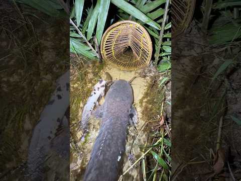 Bikin kaget tiba2 penunggu parit monster muncul mau masuk dalam bubu #viral #fishing