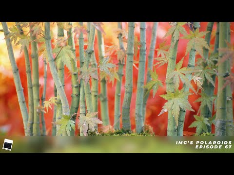 iMG's Polaroids: Episode 67