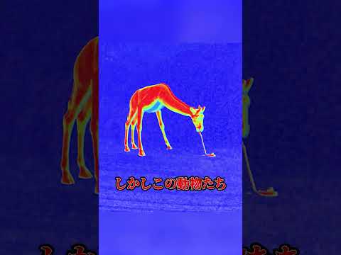 [Horror Game Introduction] Horror game where you work at a terrifying zoo [Zoochosis] #shorts